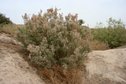 #10: More vegetation