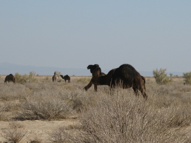 Camels are roaming