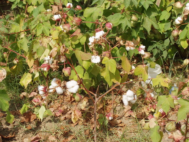 Cotton plant