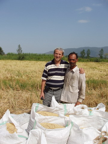 Rice harvest