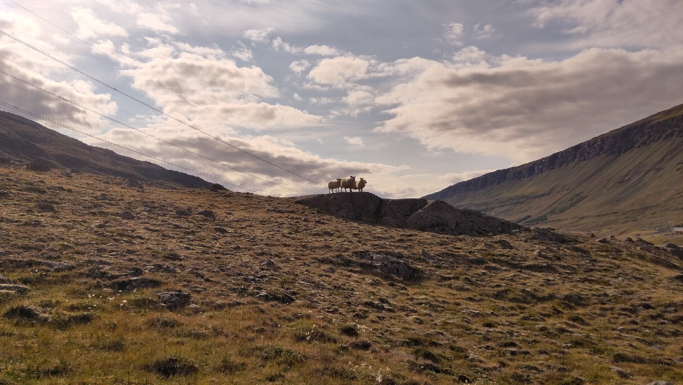 sheep on the way up