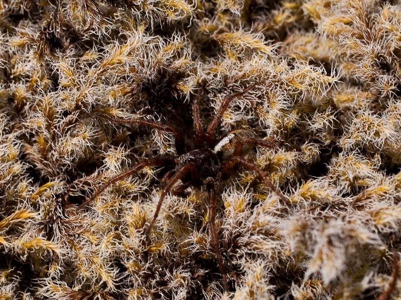 65Nx21W Confluence inhabitant: Spider