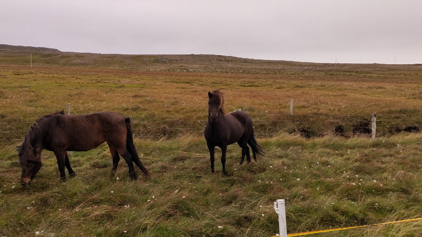 iceland ponies