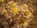 #10: Thistle