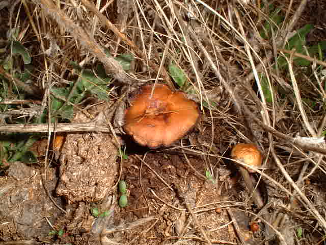 Confluence Mushrooms