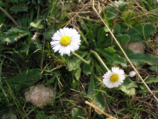 Flowers nearby the confluence