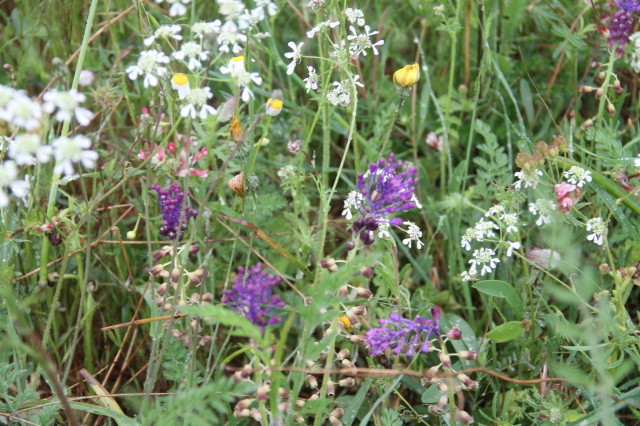 Confluence wild flowers 