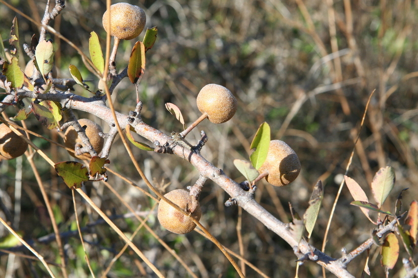 Unidentified Fruit