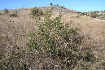 #1: The bush at the confluence