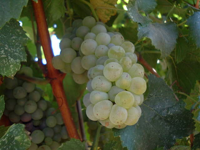 Grapes