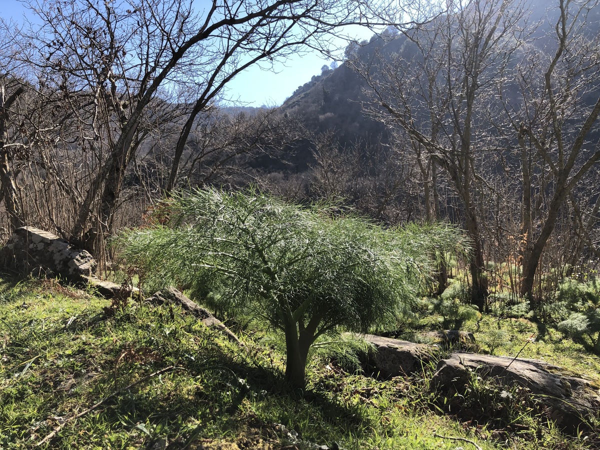 Huge Fennel