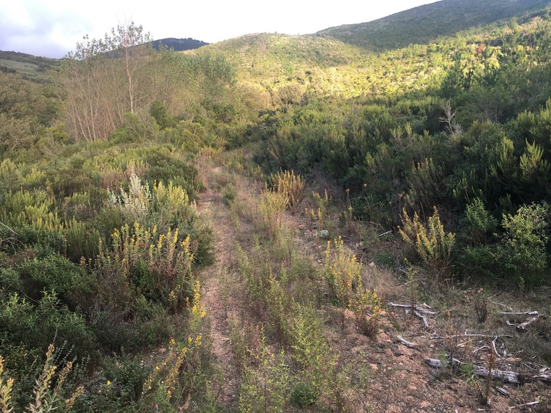 The overgrown track