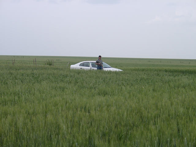 Enormous wheat fields