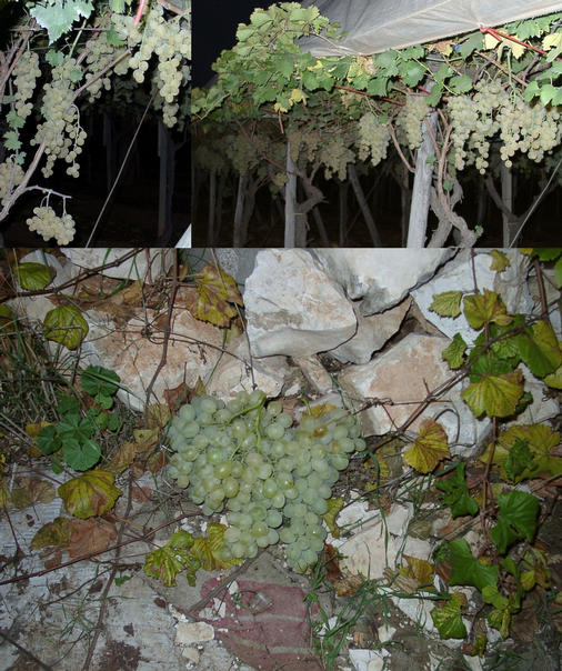 Vineyard with bunches of delicious grapes