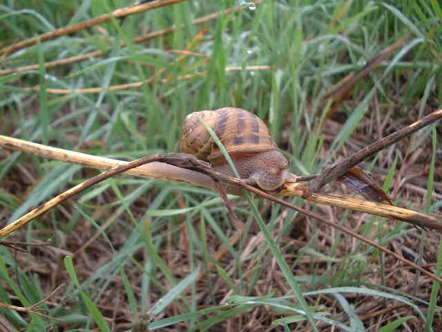 Companion at the confluence