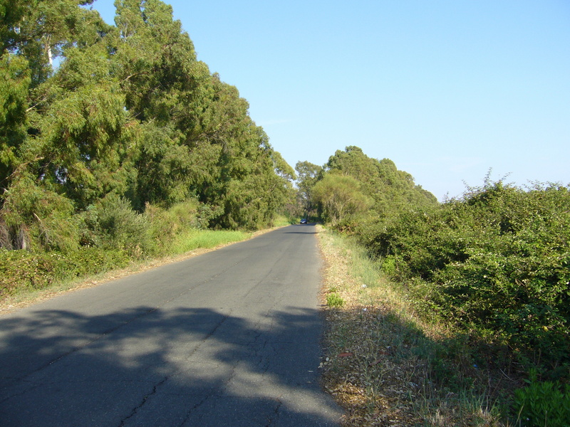 View east along the driveway. Note the thick and thorny bush!