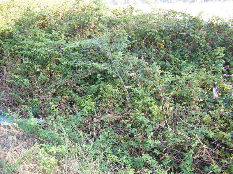 Thick and thorny blackberry bush made a closer approach impossible.