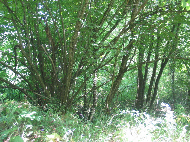 View East - Downhill in the underbrush