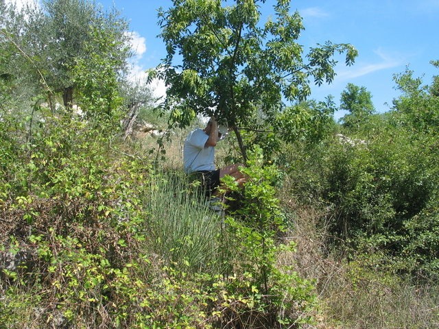 fighting our way through the brambles