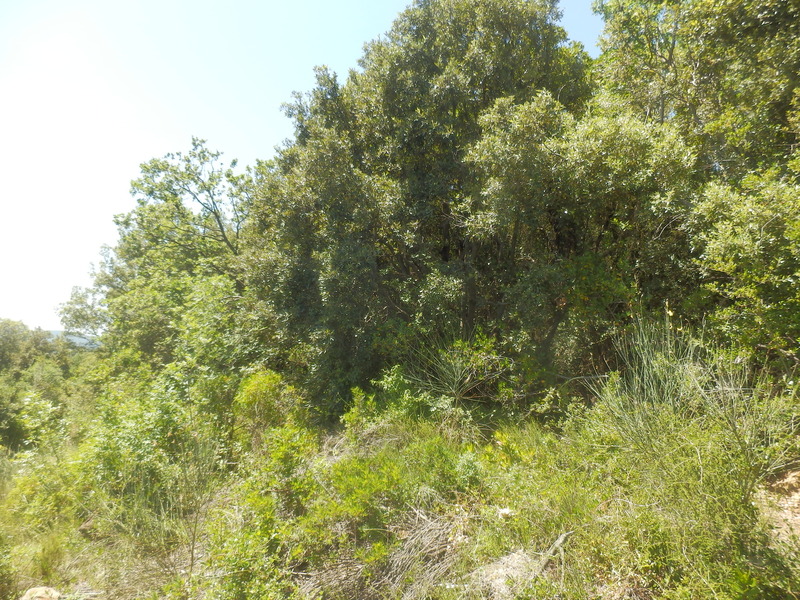 The Confluence from 35 m