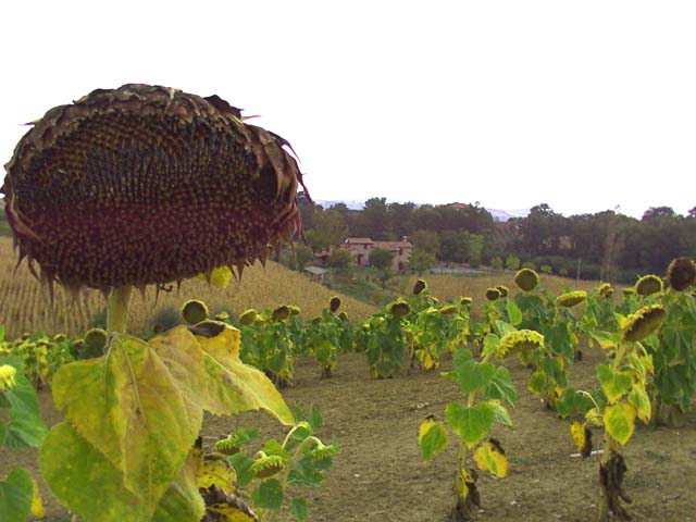 Sunflowers field