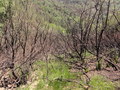 #6: Burned vegetation