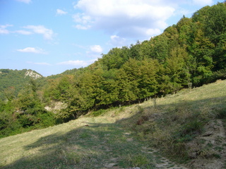 #1: View towards the Point in the woods in about 130 metres