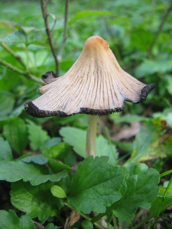 The Confluence Mushroom