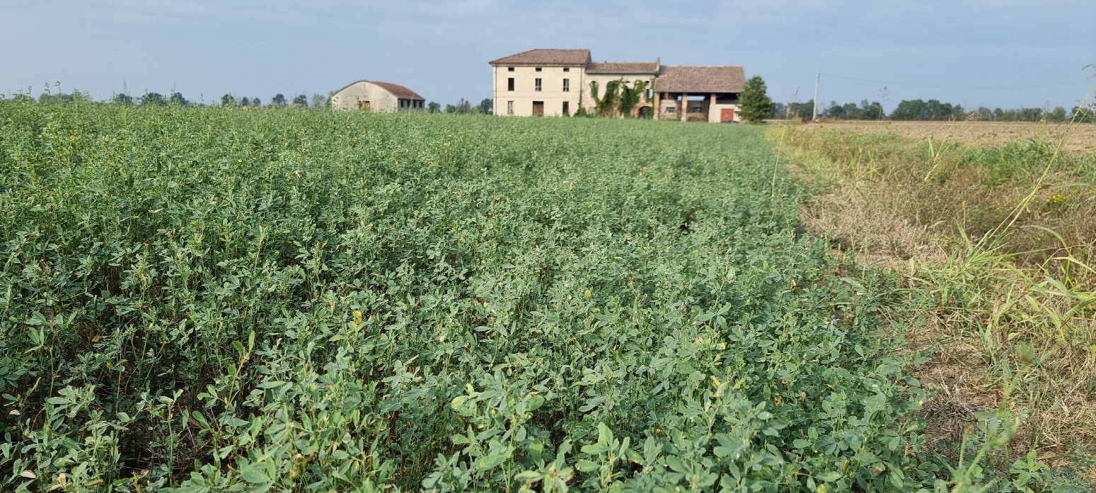 Alfalfa (dt. Luzerne) growing at the field close to the estate