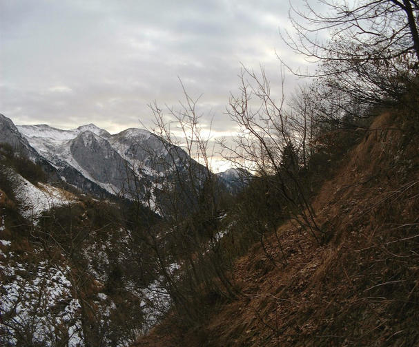 in the brushwood, looking south