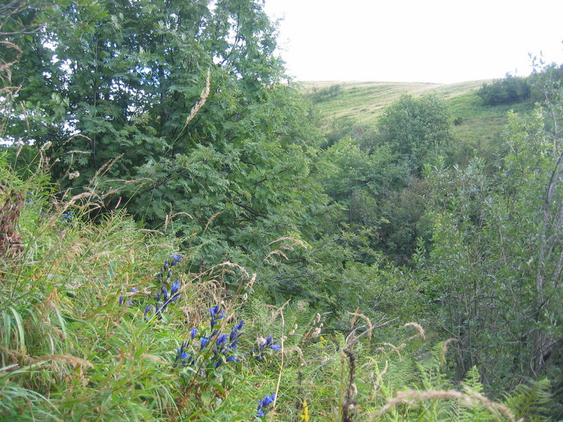 Confluence from 15 m distance