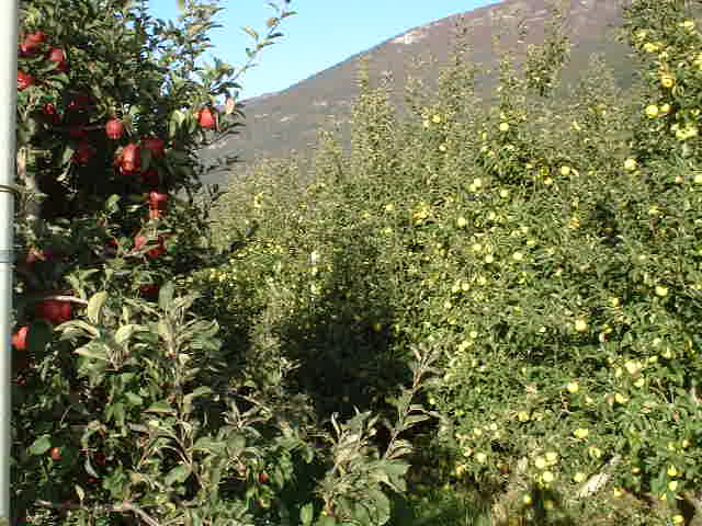 Local fruit