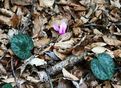 #9: Cyclamen