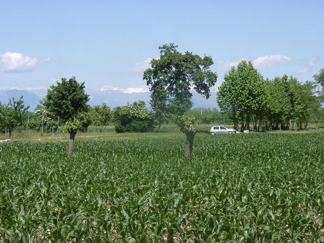 Surrounding: flat land, fields and trees, our car, and in the background the snow-covered Alps.