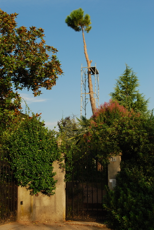 Strange coniferous tree