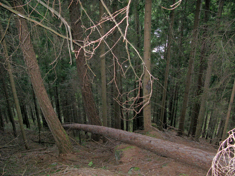 Looking North - point is on the fallen tree