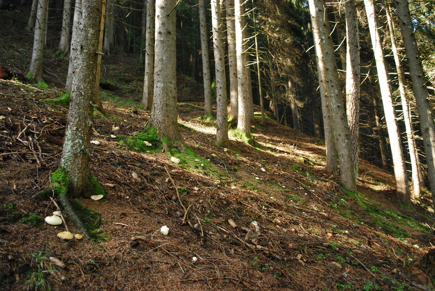 View steep up to the CP 47N 12E from a distance of 53 m