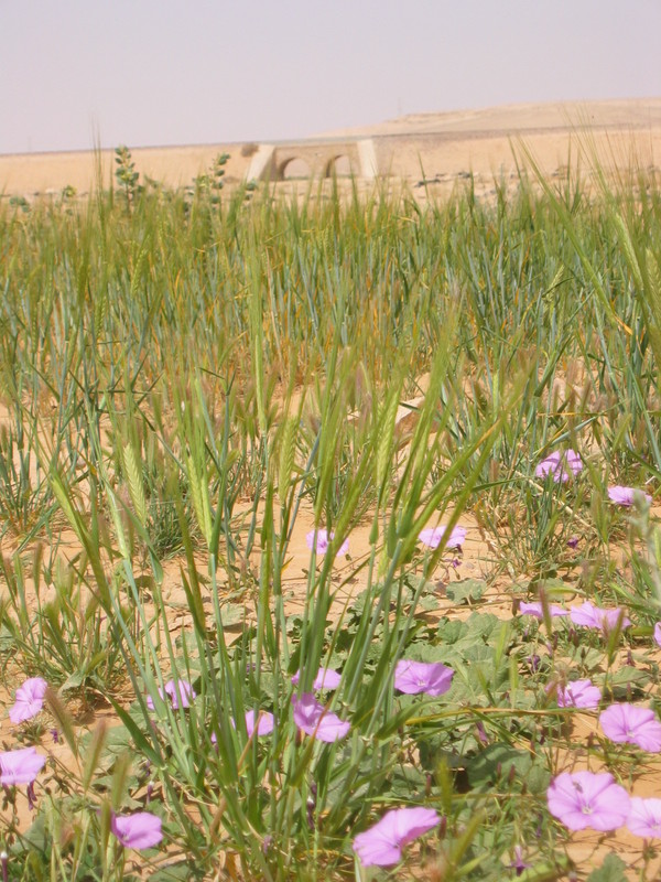 Convolvulaceae and grains