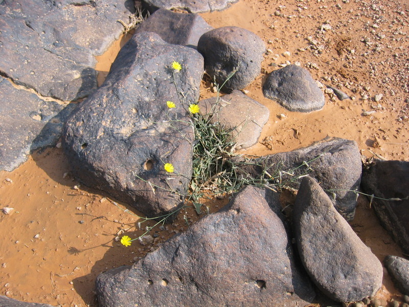 Flowers 50 m east of the Confluence