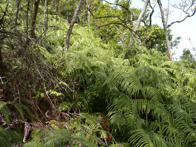 Overview of the confluence from 25 meters east