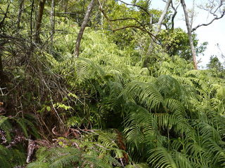 #1: Overview of the confluence from 25 meters east