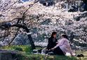 #7: Hanami in Tsuyama