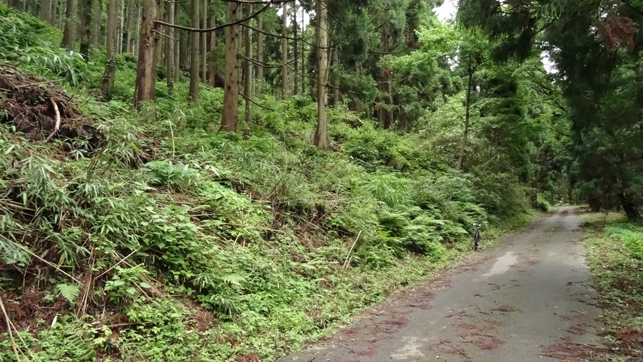 Start of steep direct way up near the bicycle