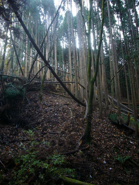 View of the confluence from 20 meters NW