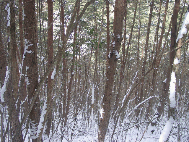 View of the confluence point, really lots of trees