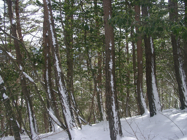 View from the confluence to the southeast, more trees