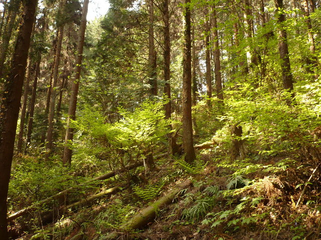 General view- 15 meters away and looking toward the SW