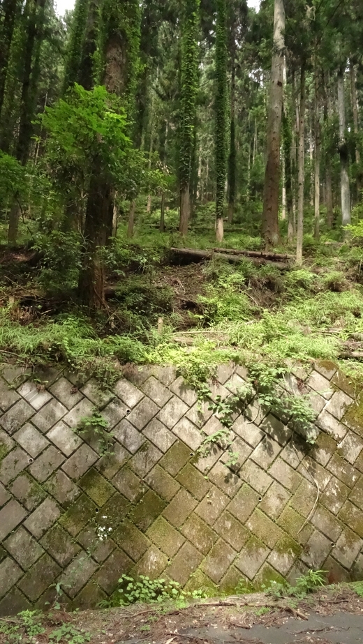 View to CP 36N 139E at a distance of 100 m, from dead end of the road