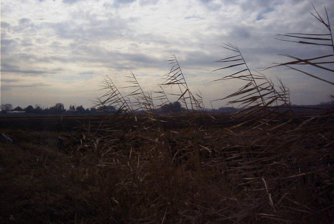 dried grass by rice field