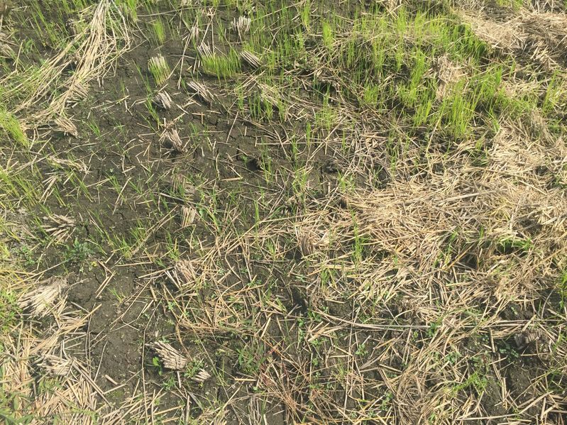 Rice and ground cover at the confluence point. 